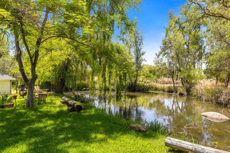 Pond with weeping willows